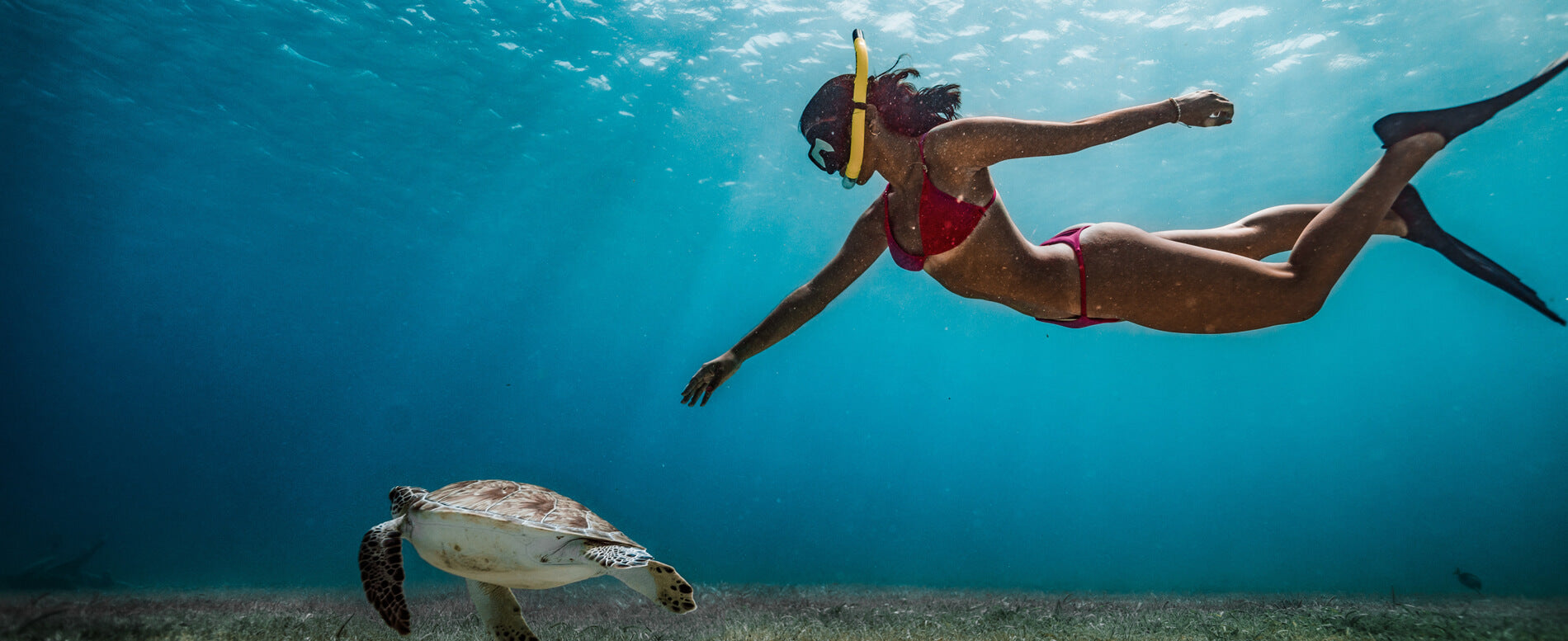 Women snorkeling with a turtle